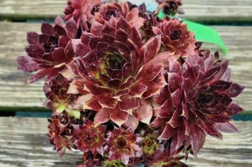 Black Sempervivum