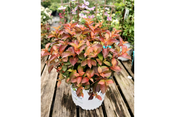 Midnight Sun Weigela