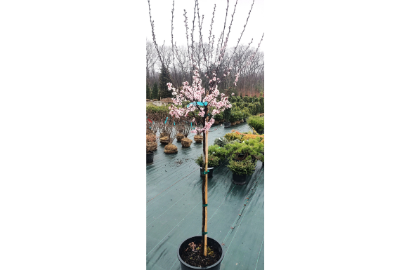 Purple Leaf Sand Cherry