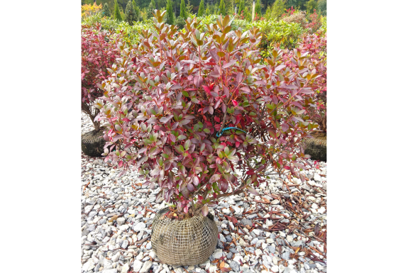 Amy Cotta Rhododendron
