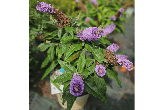 Pugster Amethyst Butterfly Bush