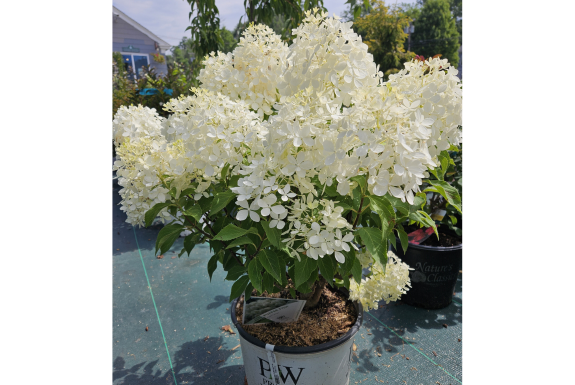 Puffer Fish Hydrangea