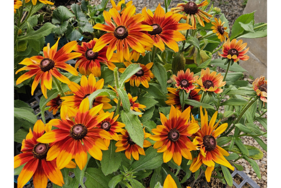 Cappuccino Black Eyed Susan
