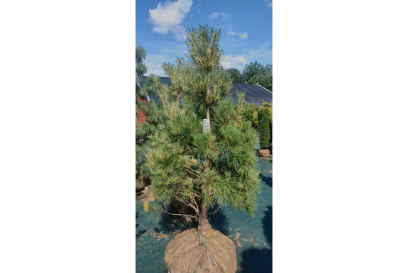 Dragon’s Eye Japanese Pine