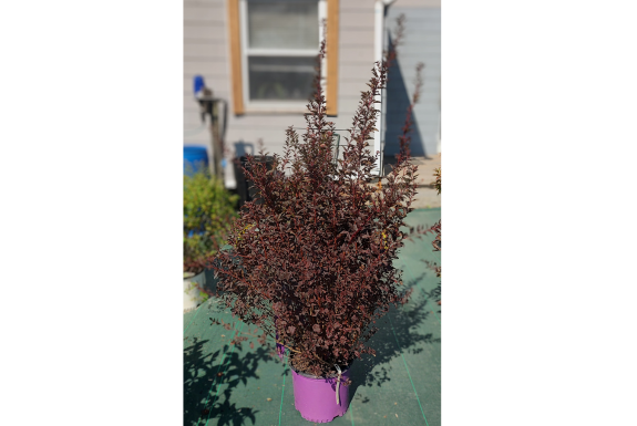 Tiny Wine Ninebark