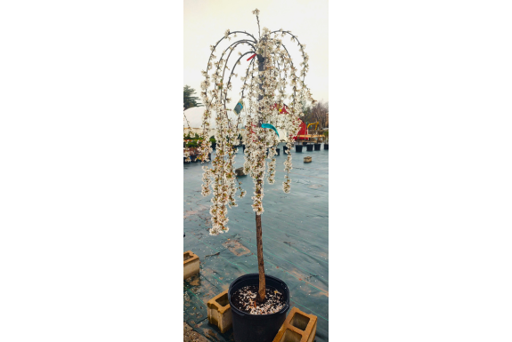 Snow Fountain Cherry