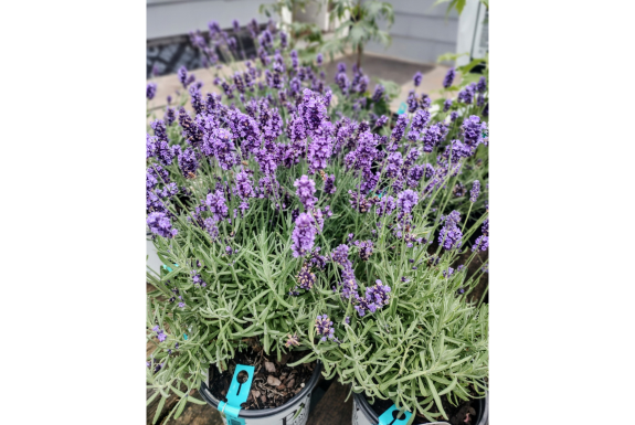 Sweet Romance Lavender