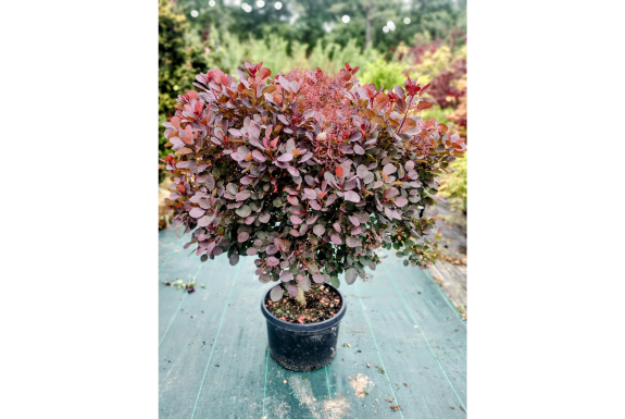 Royal Purple Smokebush on Standard
