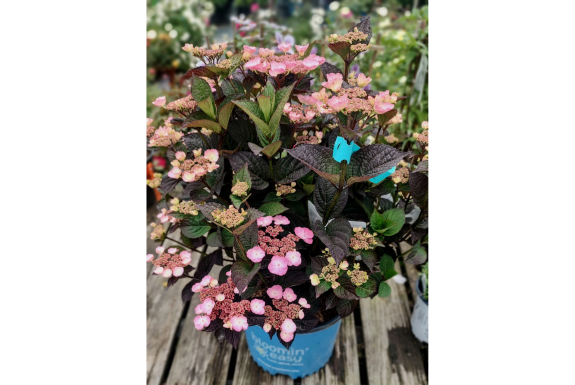 Pink Dynamo Hydrangea