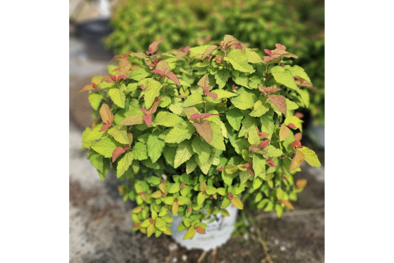 Candy Corn Spirea