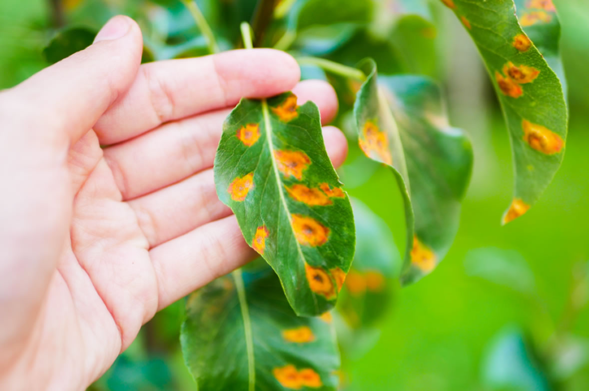 How Can I Prevent Common Garden Diseases?