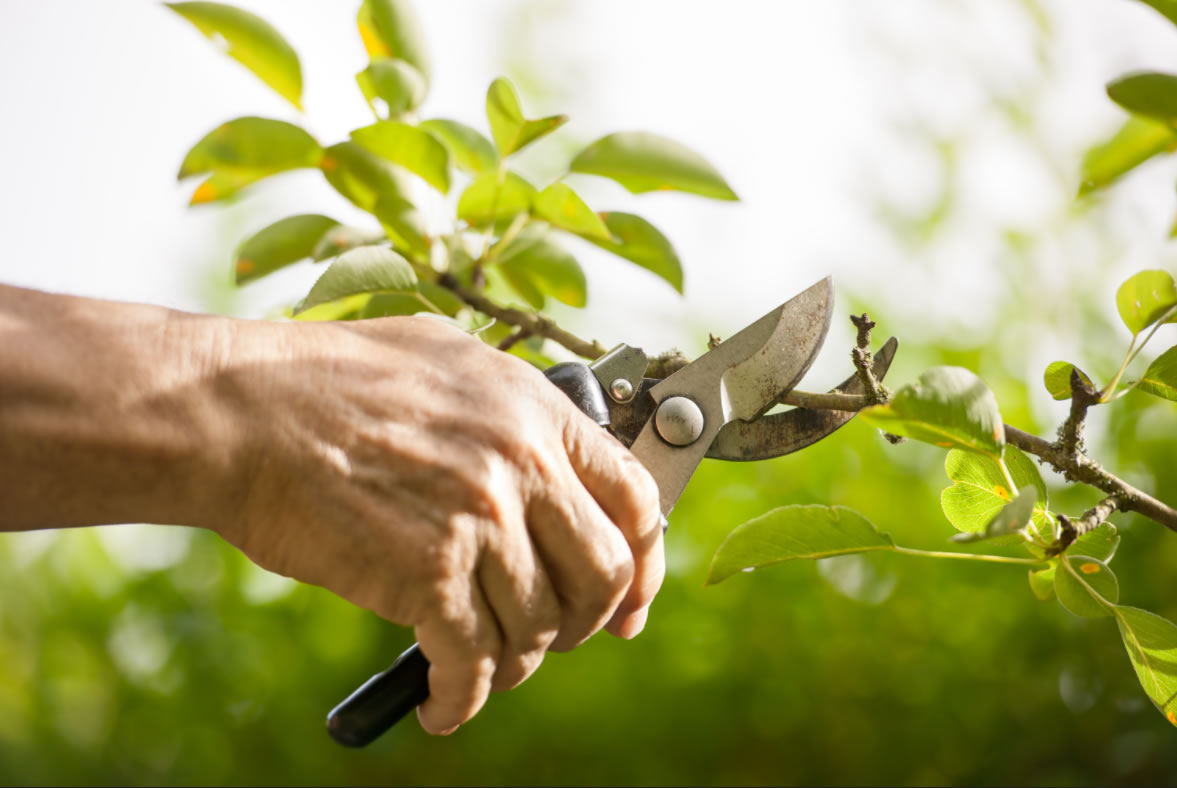 When Should I Prune?