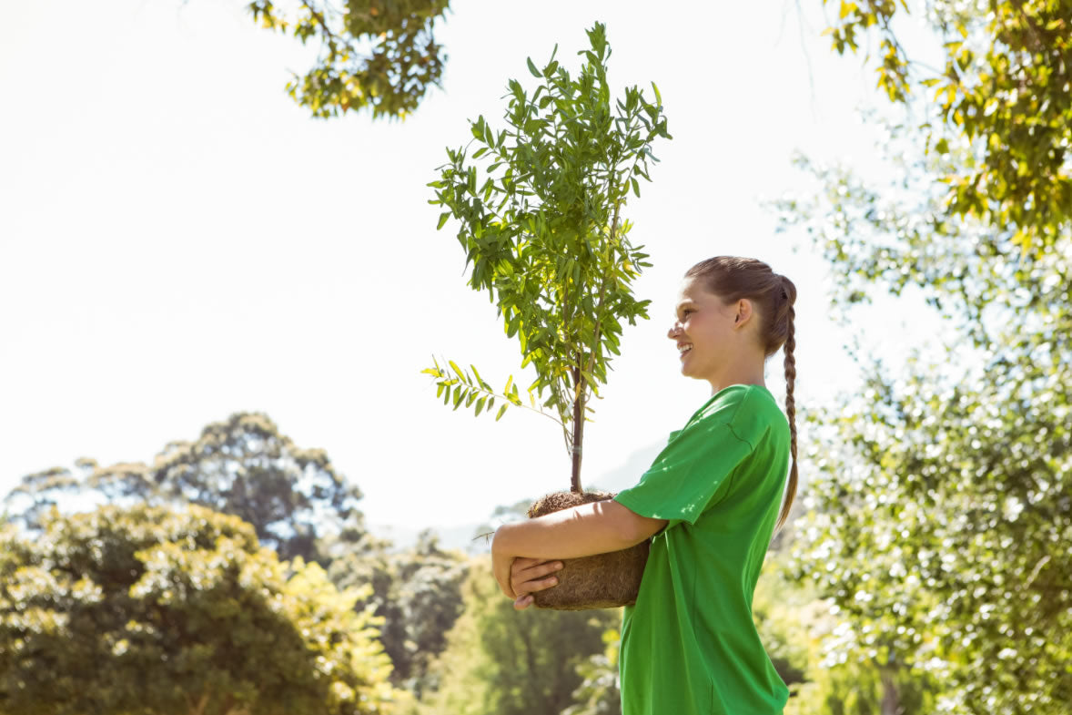 How do I Plant My Trees/Shrubs?
