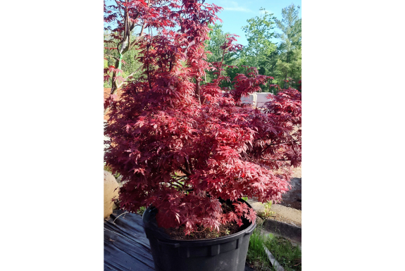 Twombly's Red Japanese Maple