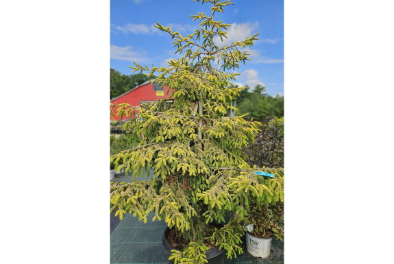Skylands Golden Oriental Spruce