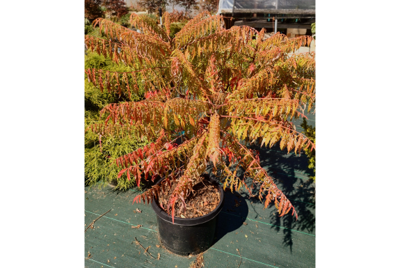 Tiger Eye’s Sumac