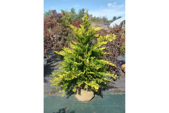 Cripps Hinoki False Cypress