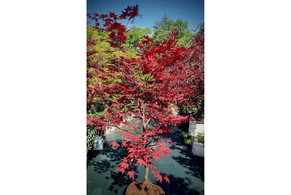 Bloodgood Japanese Maple