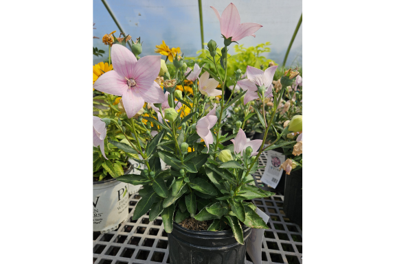 Astra Pink Balloon Flower