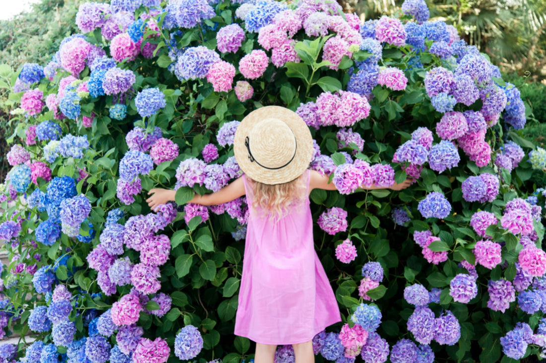Why Doesn’t My Hydrangea Bloom? Faulkners Nursery
